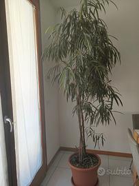 ficus Ali 