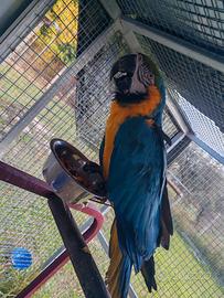 Pappagallo ararauna maschio