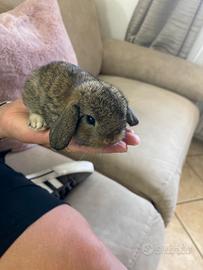 Coniglio nano ariete mini lop