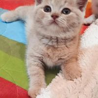 Gatto British Shortair con Pedigree AGI