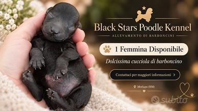 Barboncina nera con pedigree