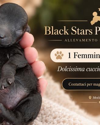 Barboncina nera con pedigree
