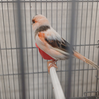 Canarino portoghese femmina