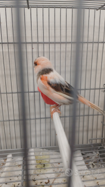 Canarino portoghese femmina