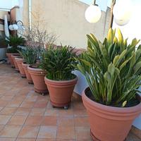 VASI IN RESINA CON STERLITZIE