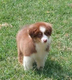 Cuccioloni australian shepherd