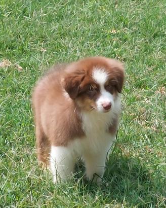 Cuccioloni australian shepherd