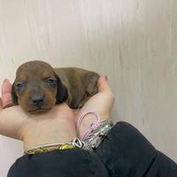 Bassotto tedesco kaninken Arlecchino ciocolato