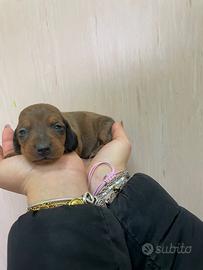 Bassotto tedesco kaninken Arlecchino ciocolato