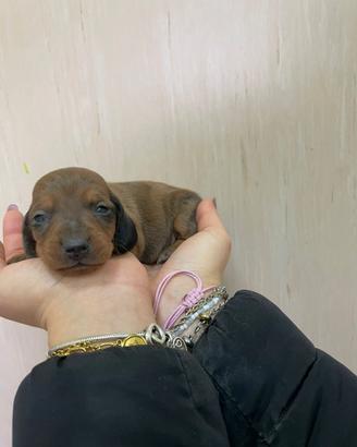 Bassotto tedesco kaninken Arlecchino ciocolato