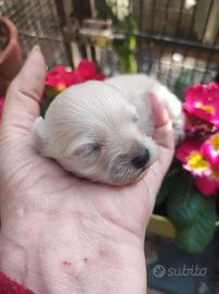 Cuccioli Maltipoo adorabili