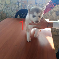 Cuccioli siberian husky