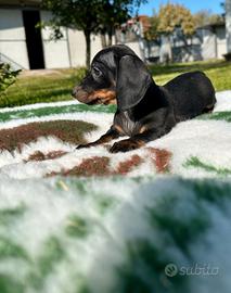 Cuccioli di bassotto kaninchen