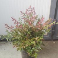 Nandina domestica vaso 18 cm