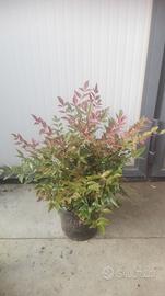 Nandina domestica vaso 18 cm