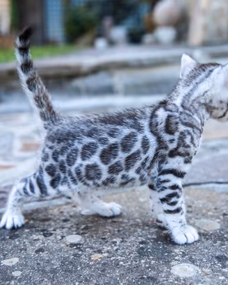 Gattini Bengala Silver Spotted