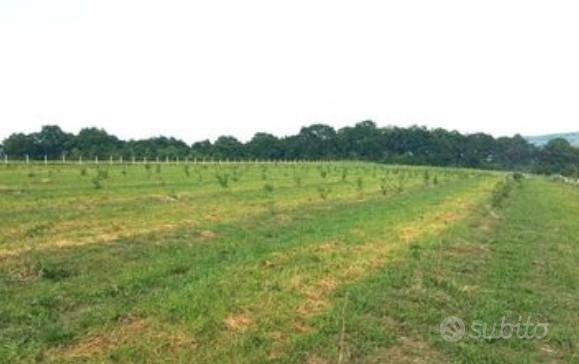 Terreno Agricolo Morsano al Tagliamento