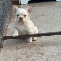 Cuccioli di bulldog francese fluffy