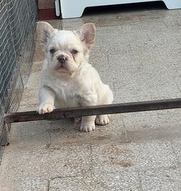 Cuccioli di bulldog francese fluffy