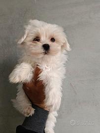 Cuccioli di Maltese