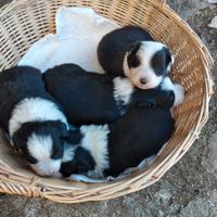 Border collie con pedigree
