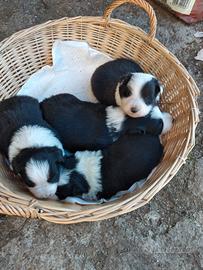 Border collie con pedigree