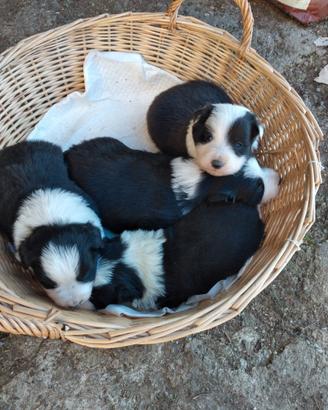 Border collie con pedigree