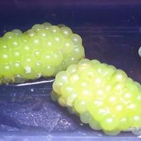 Ampullaria