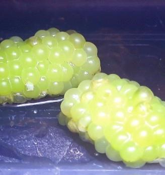 Ampullaria