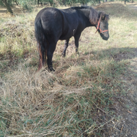 Pony