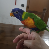 Lory arcobaleno allevate a mano