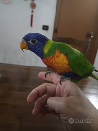 Lory arcobaleno allevate a mano