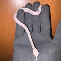 Serpente del grano