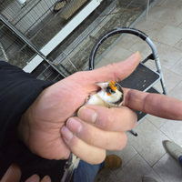 Cartellina mezza taglia novella