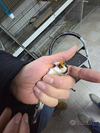 Cartellina mezza taglia novella