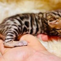 Gatto Bengala - superior bloodline