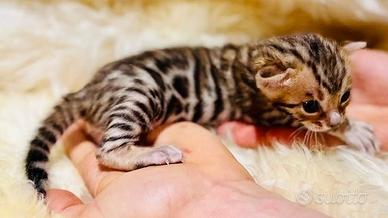 Gatto Bengala - superior bloodline