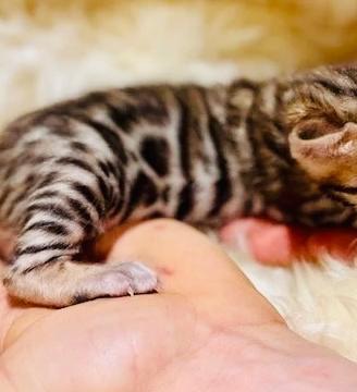 Gatto Bengala - superior bloodline