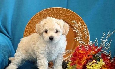 Maltese toy