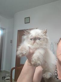 cuccioli di gatti persiani 