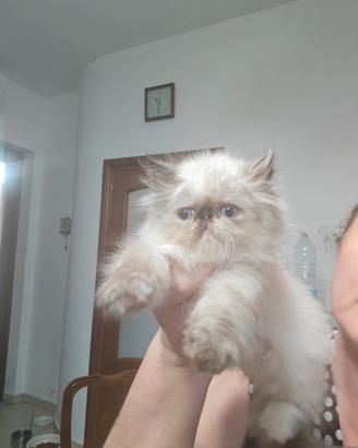 cuccioli di gatti persiani 
