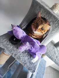 Disponibile per accoppiamento