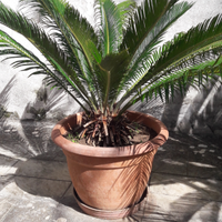 Cycas o cicas