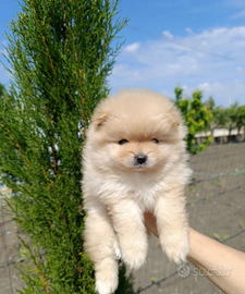 Spitz di pomerania nani