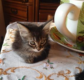 Gattini in adozione
