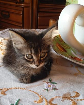 Gattini in adozione