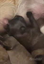 Animali