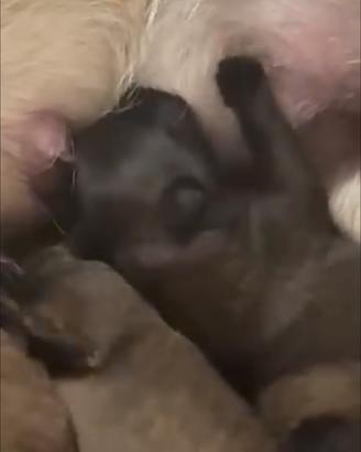 Animali