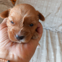 Cuccioli rokish nati il 5 novembre