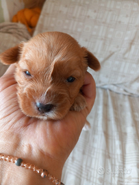 Cuccioli rokish nati il 5 novembre